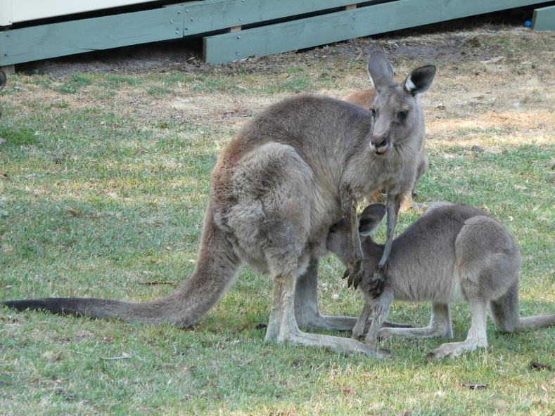 Groot kangoeroejong drinkt bij z'n moeder