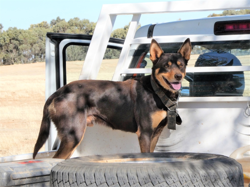 Typisch Australisch - hond achterop een ute