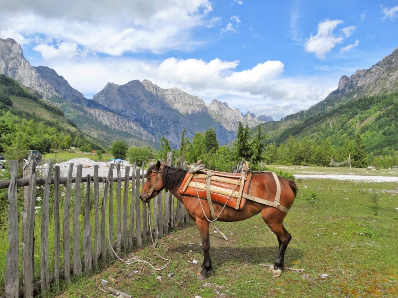 Paard met houden zadel in de Valbonavallei