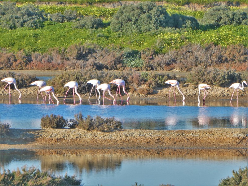 Flamingo's in de zoutpannen van Fuseta