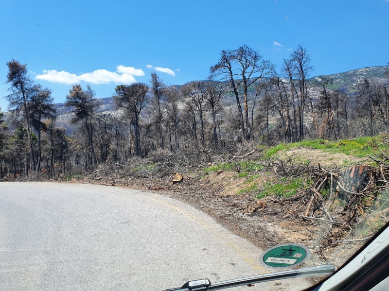 Verbrande bomen langs de weg