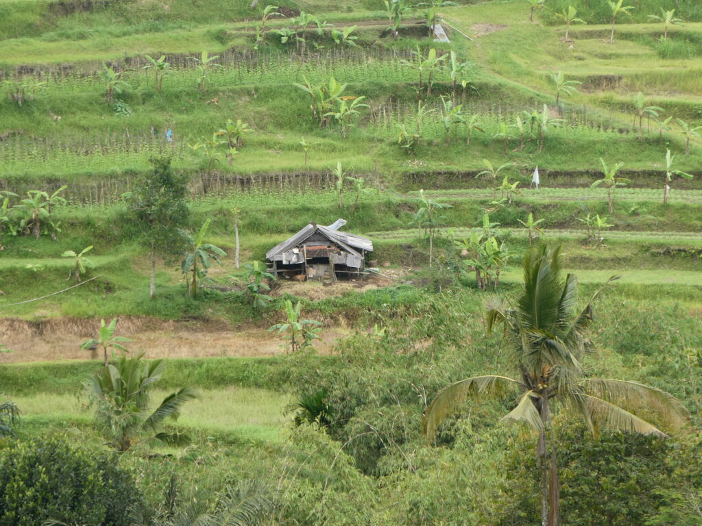 Hut van golfplaten op rijstterras