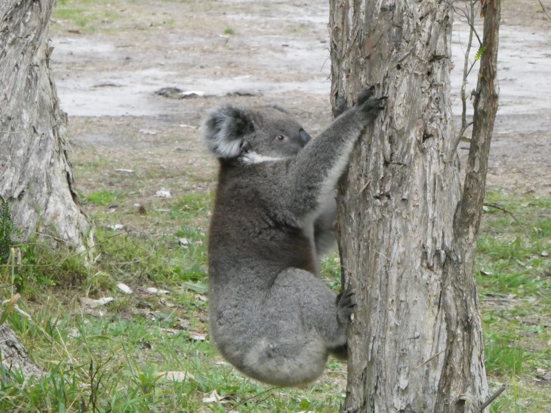 Jonge koala in een boom