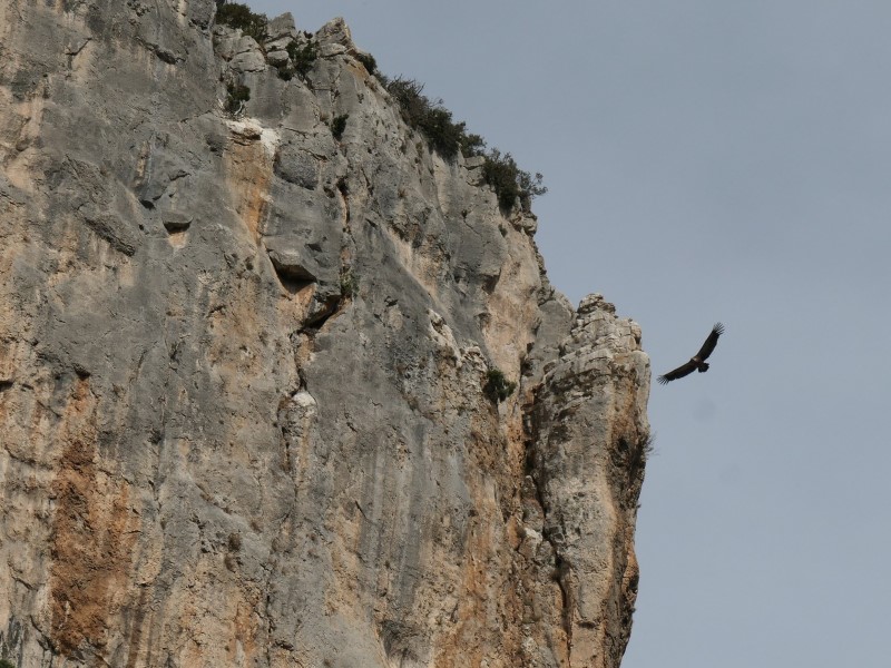 Vale gier vliegt langs een hoge rots