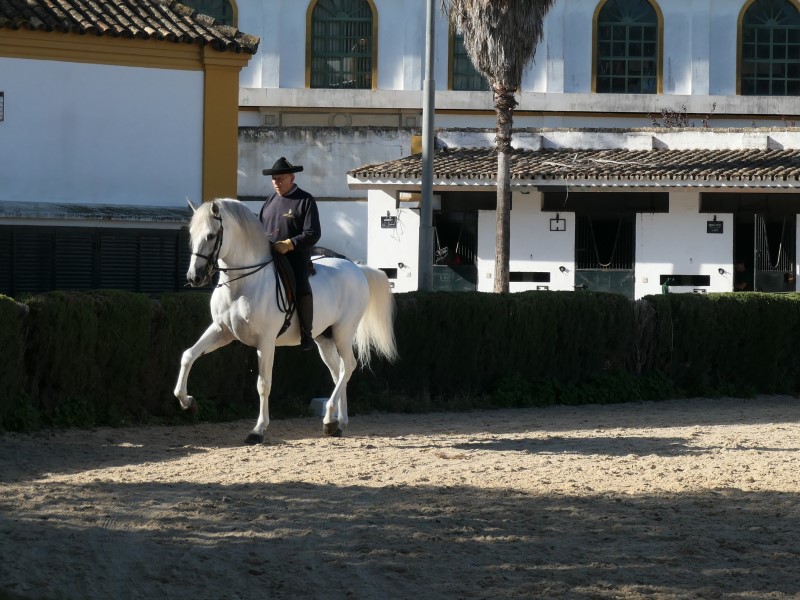 Alvaro Domecq in de buitenmanege van de paardrijschool in Jerez de la Frontera.