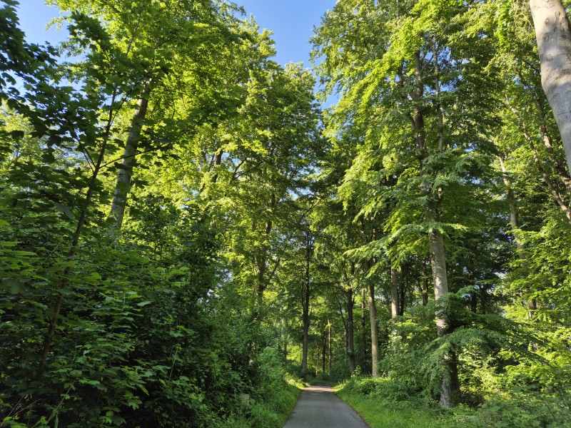Campertrip naar Noorwegen - bos achter onze camping in Korsør