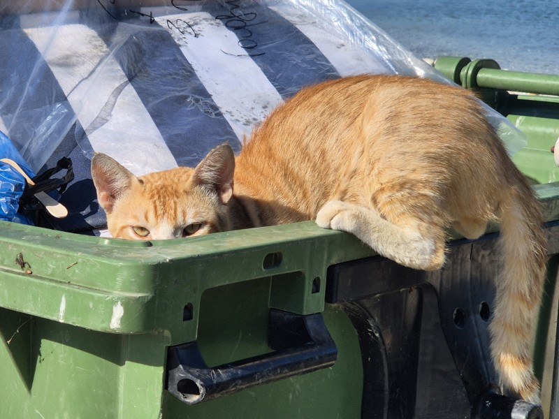 Poes loert vanuit afvalcontainer